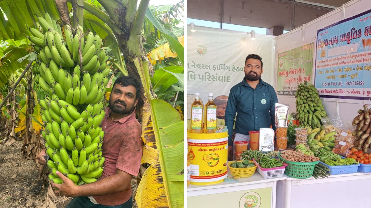 Kalpesh Patel natural banana farming, the blunt times