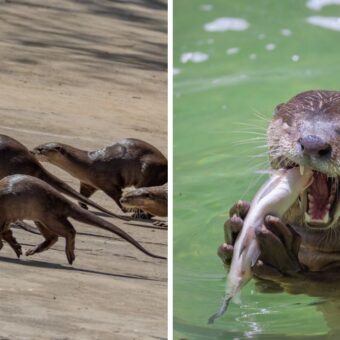 Surat otter conservation Sarthana Nature Park, the blunt times