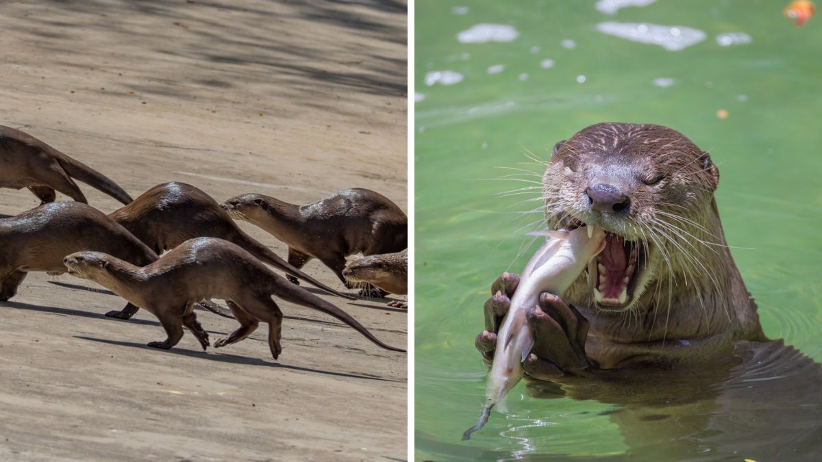 Surat otter conservation Sarthana Nature Park, the blunt times