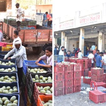 Valsad mango production 2025, the blunt times