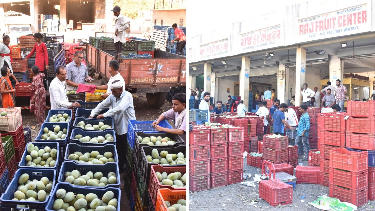 Valsad Set for Record Mango Harvest as 2 Lakh Tons Expected This Season Valsad mango production 2025, the blunt times
