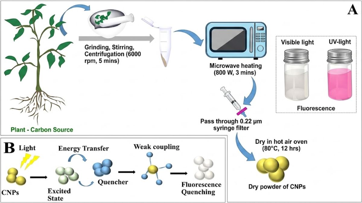 plant-based carbon nanoparticles research IITGN, the blunt times