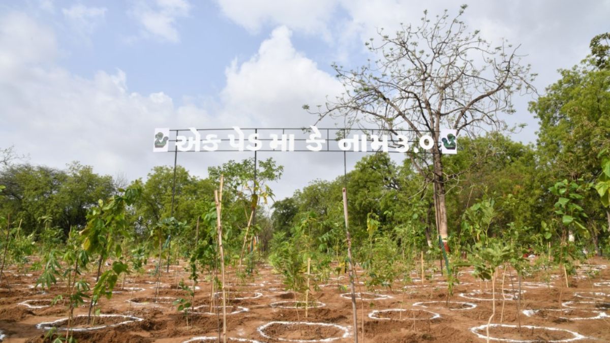 Gujarat : Students Fall Ill at ‘Ek Ped Maa Ke Naam’ Tree Plantation Event in Valsad Valsad tree plantation students fall ill, the blunt times