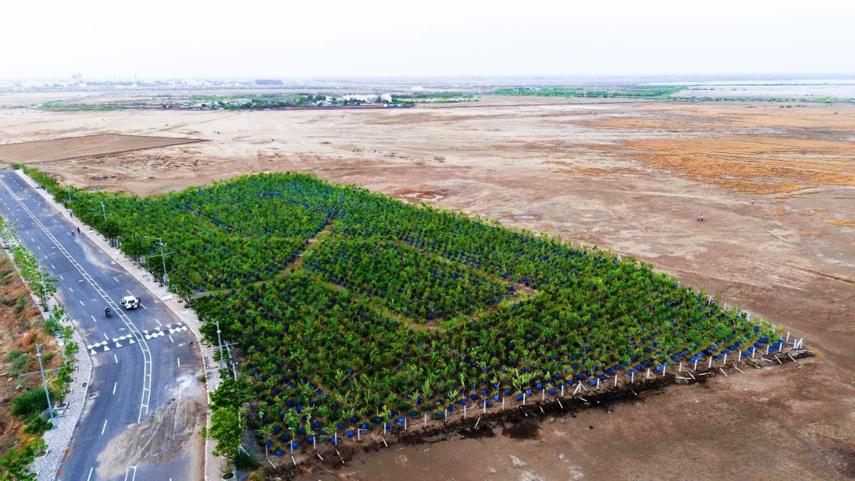 Dholera drum plantation project, the blunt times