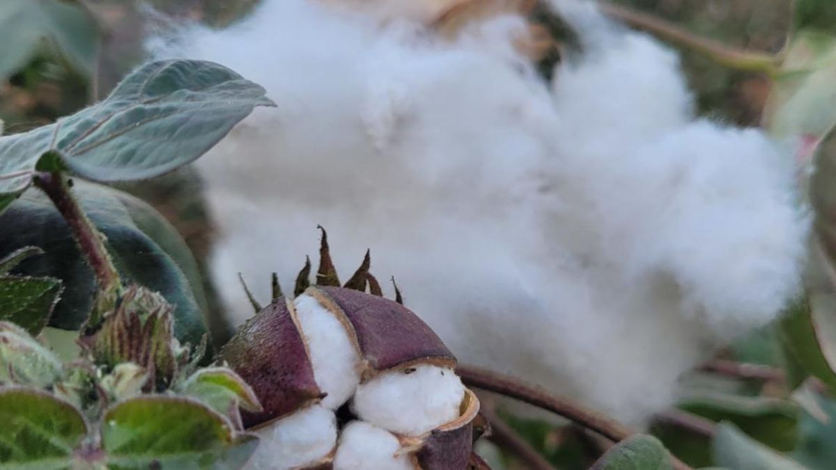 Cotton Import Duty Relief to Boost Gujarat Industry, But Farmers Face Price Pressure: Expert Analysis Cotton import duty exemption Gujarat, the blunt times