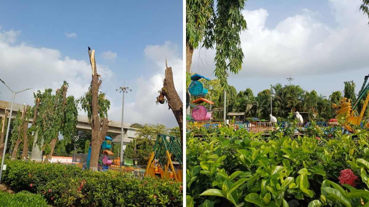 Surat : Chowpaty Garden’s Green Heart Under Attack, Residents Slam SMC Over Tree Cutting and Commercialisation Chowpaty Garden tree cutting Surat, the blunt times
