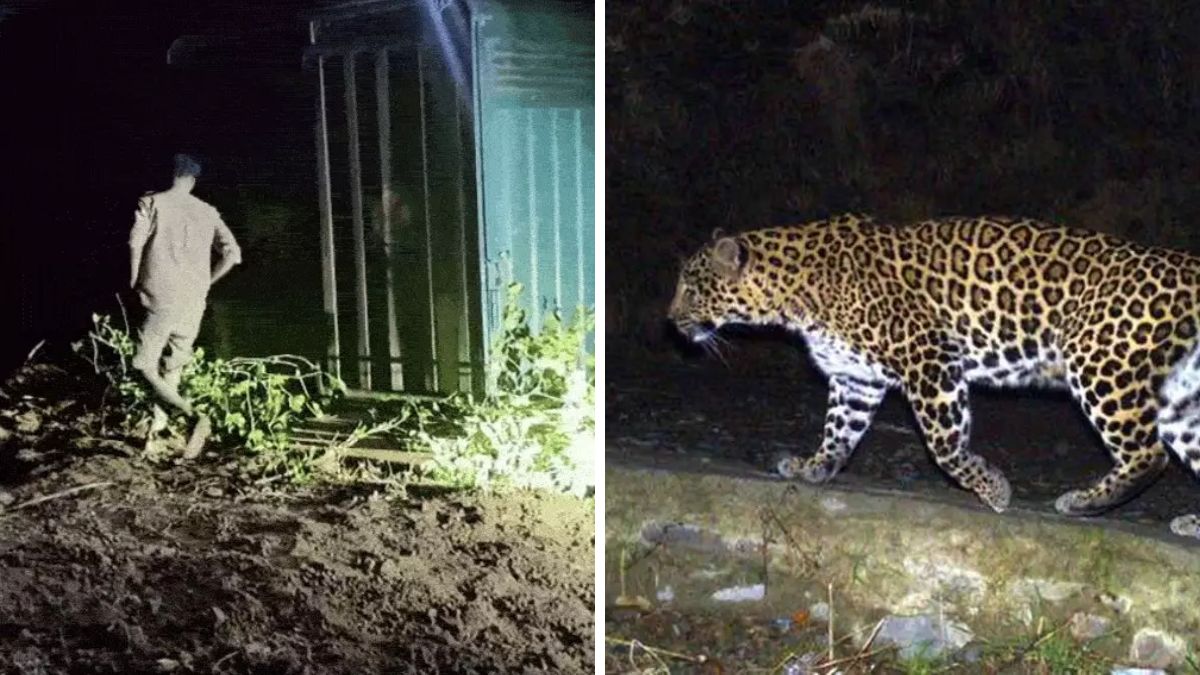 Surat leopard management project, the blunt times