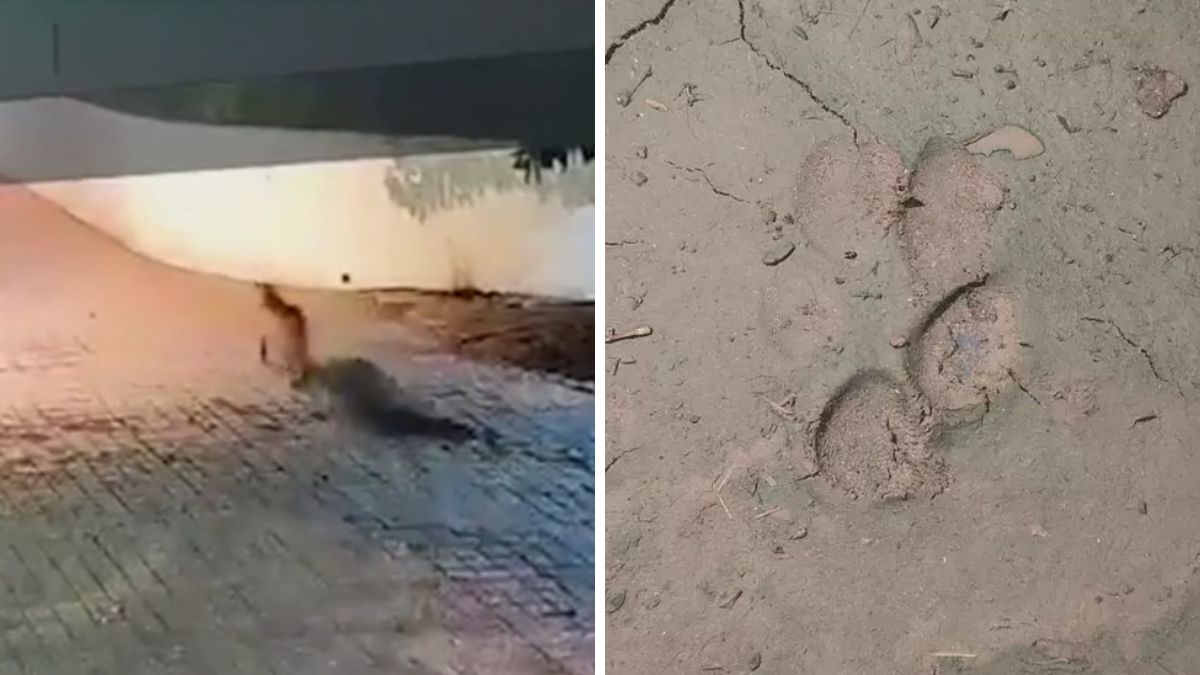 Leopard spotted in Ghuma in Ahmedabad, the blunt times
