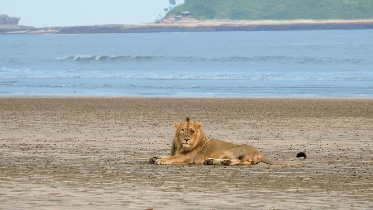 Gujarat Coastal Asiatic Lions Prefer Wild Prey Over Livestock, Study Finds Gujarat coastal Asiatic lions, the blunt times