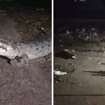 Vadodara crocodile sightings, the blunt times