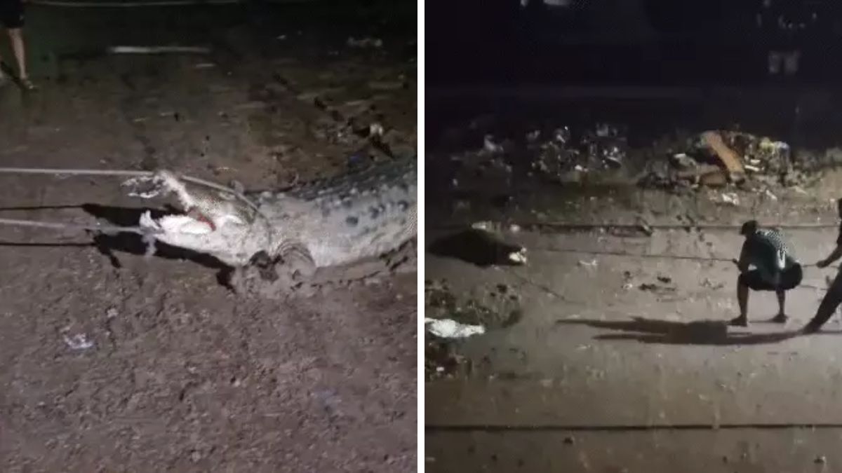 Vadodara crocodile sightings, the blunt times