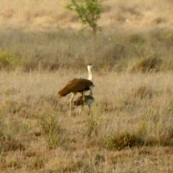 Great Indian Bustard conservation Gujarat, the blunt times