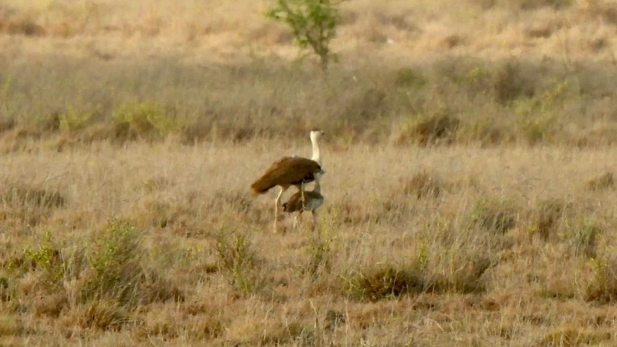 Rare Great Indian Bustard Chick Survives Critical 40 Days in Gujarat Great Indian Bustard conservation Gujarat, the blunt times