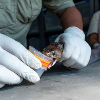 Gujarat region-specific anti-snake venom, the blunt times