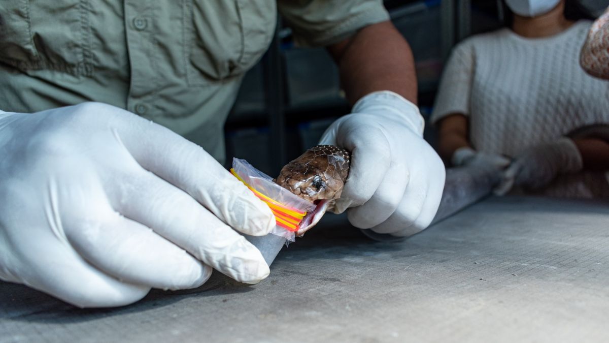 Gujarat region-specific anti-snake venom, the blunt times