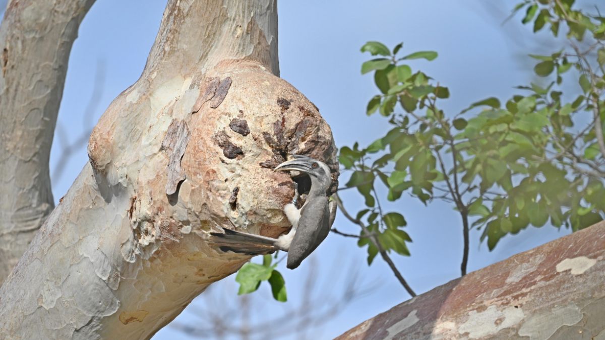 Grey Hornbill reintroduction in Gir, the blunt times