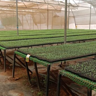 Gujarat Hi-Tech Plug Nursery Scheme, the blunt times
