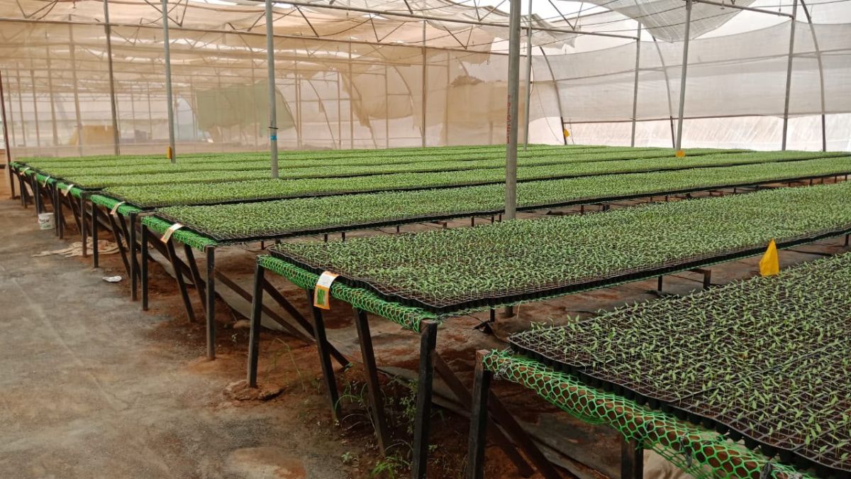 Gujarat Hi-Tech Plug Nursery Scheme, the blunt times