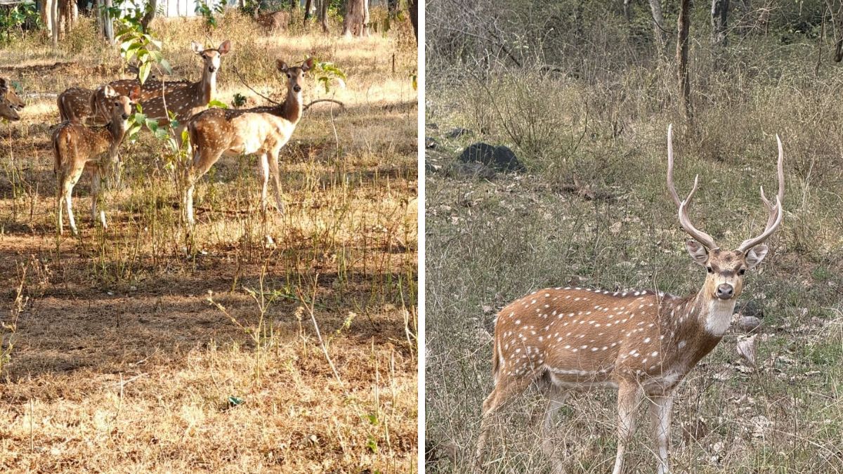 Gujarat Shifts 50 Spotted Deer to Surat to Boost Wildlife Conservation Spotted deer translocation in Surat, the blunt times