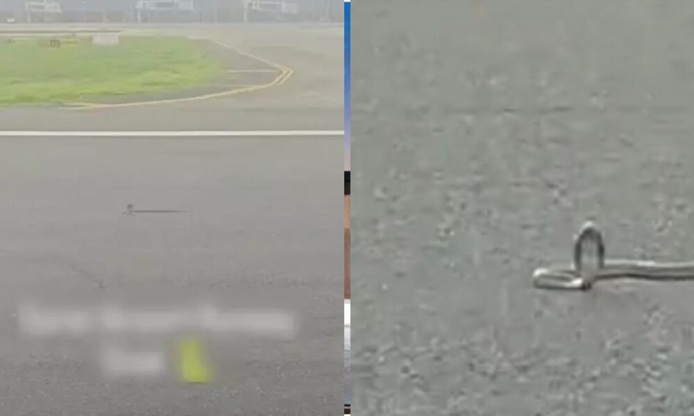 Surat airport runway snake, the blunt times