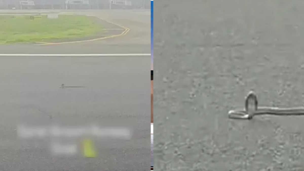 Snake on Runway: New Wildlife Challenge for Surat Airport Surat airport runway snake, the blunt times