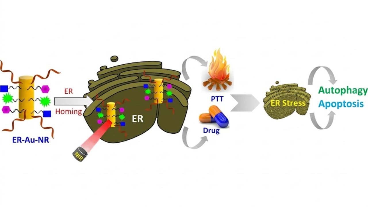 Gujarat : IITGN Develops Gold Nanorod Approach for Targeted Cancer Therapy IIT Gandhinagar targeted cancer therapy, the blunt times
