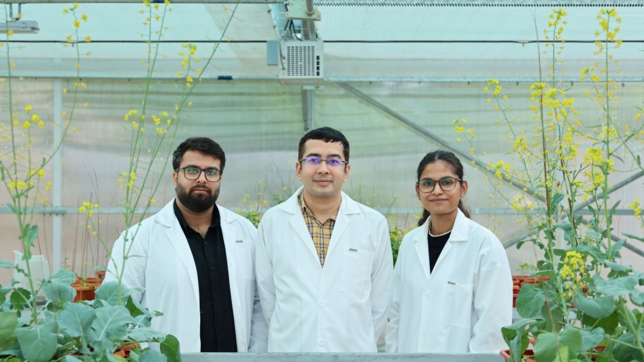 IIT Gandhinagar mustard gene study, the blunt times