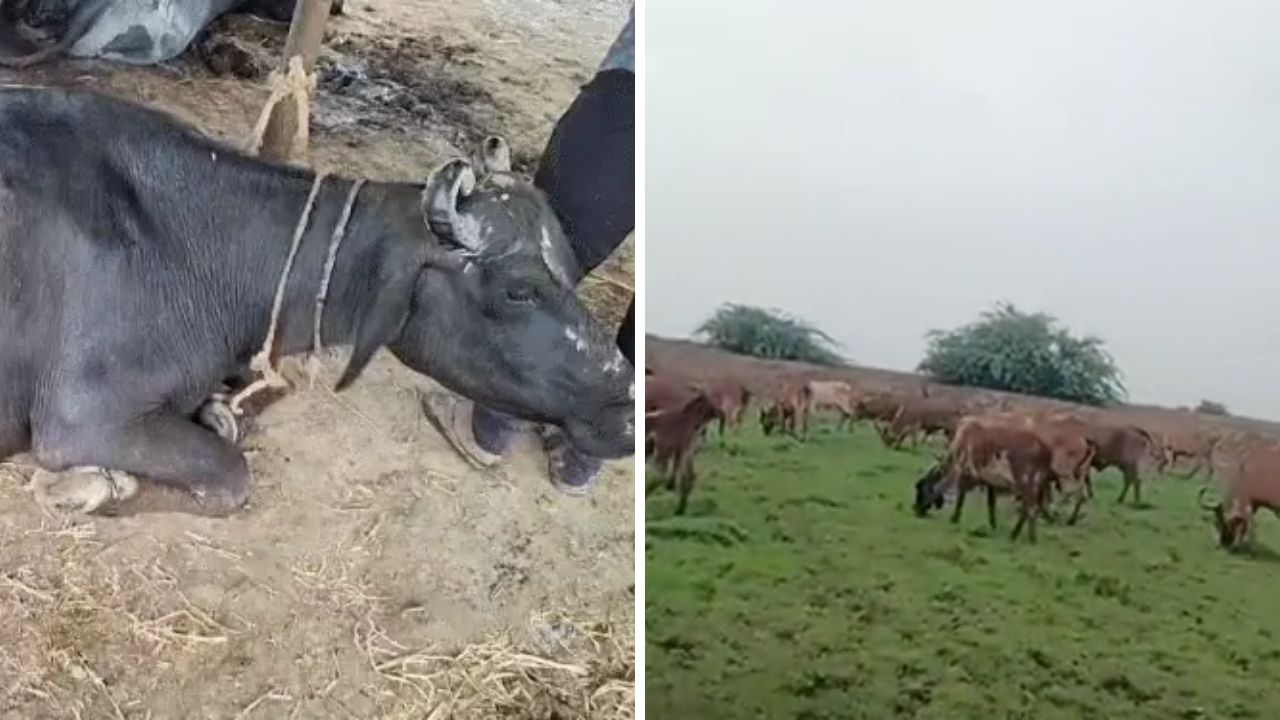 Gujarat : Seven Animals Die in Khambhat as Chemical Pollution Sparks Fear Khambhat chemical pollution Gujarat, the blunt times