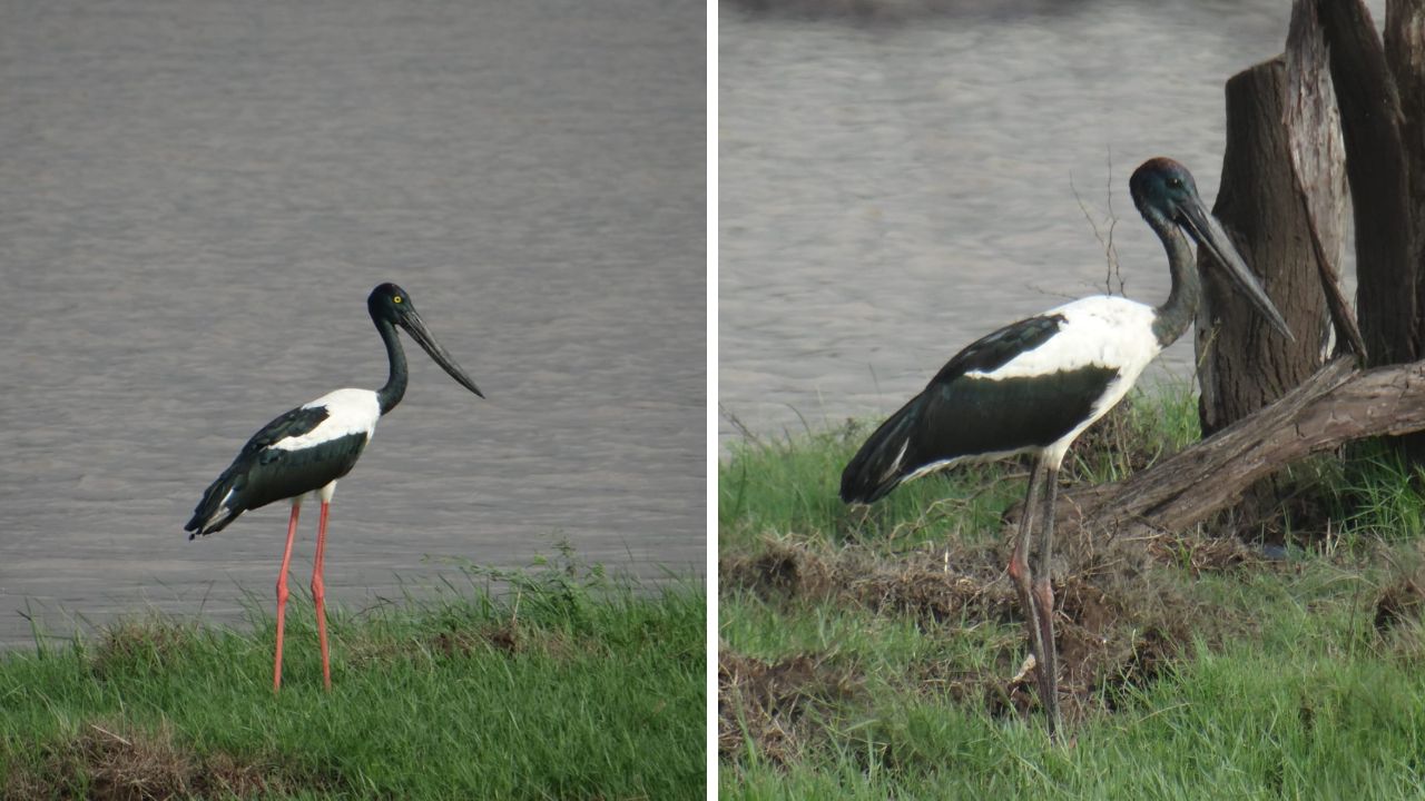 Gujarat : Khijadiya Becomes Black-necked Stork Breeding Stronghold Khijadiya Black-necked Stork breeding Gujarat, the blunt times