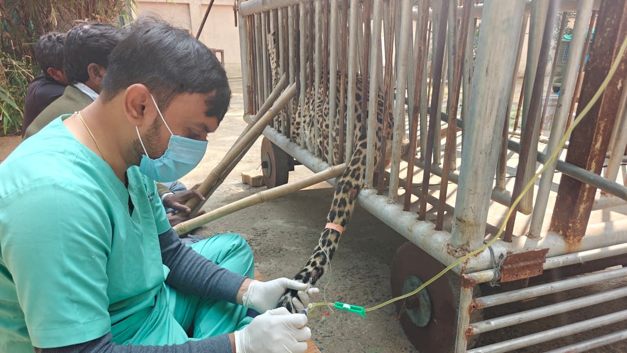 Gujarat leopard rescue and rehabilitation, the blunt times