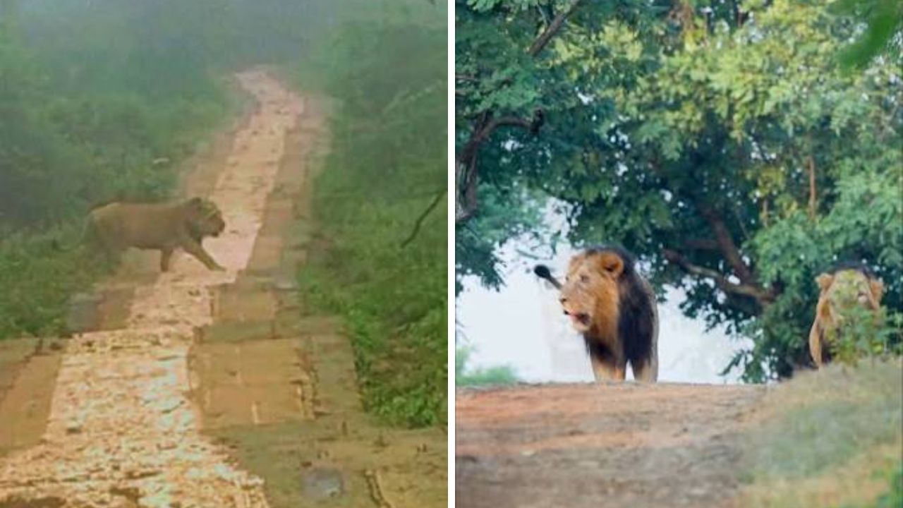 Palitana lion scare Jain tirth, the blunt times
