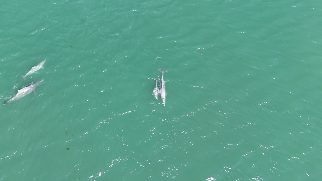 Dolphins in Gulf of Kachchh Gujarat, the blunt times