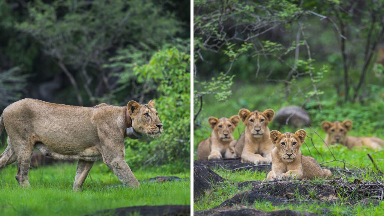 Gujarat Barda lion rehabilitation, the blunt times