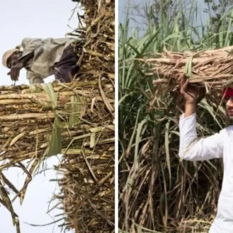 Gujarat sugarcane farmers, the blunt times