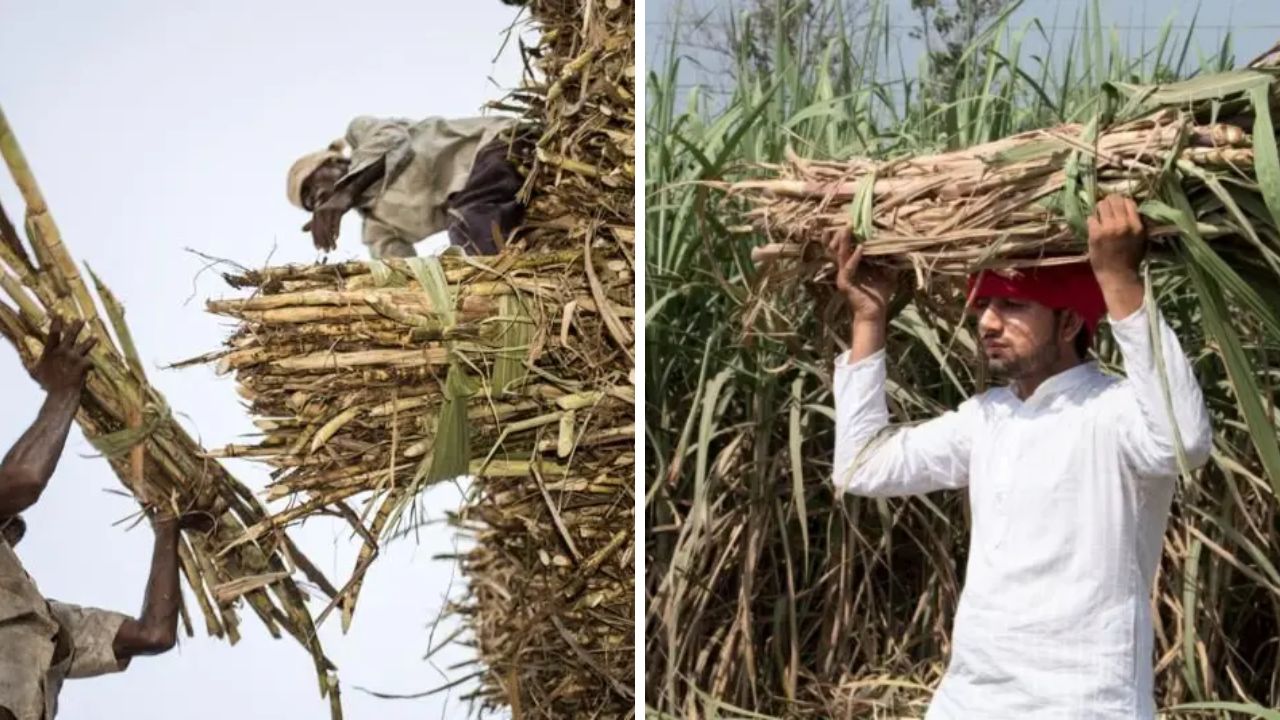 Gujarat Sugarcane Farmers Turn to Other Crops as Costs Rise, Profits Shrink Gujarat sugarcane farmers, the blunt times