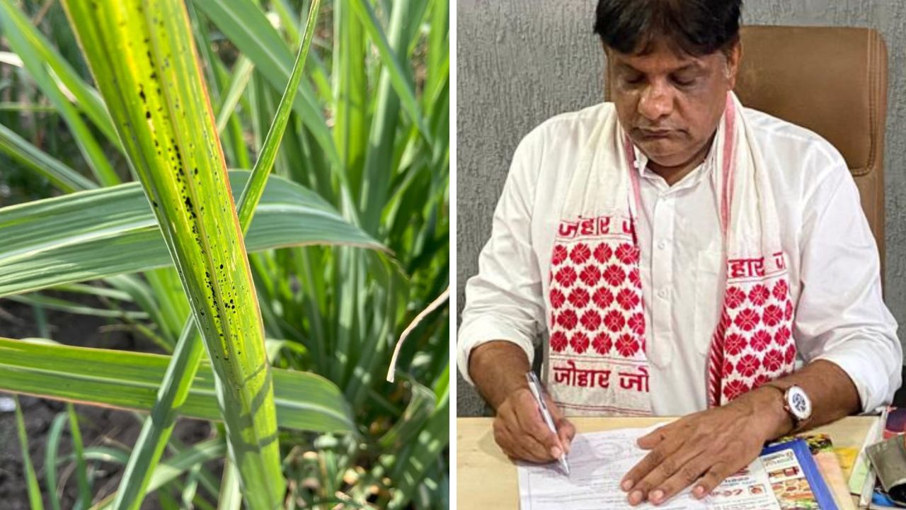 South Gujarat paddy and sugarcane crops at risk, the blunt times