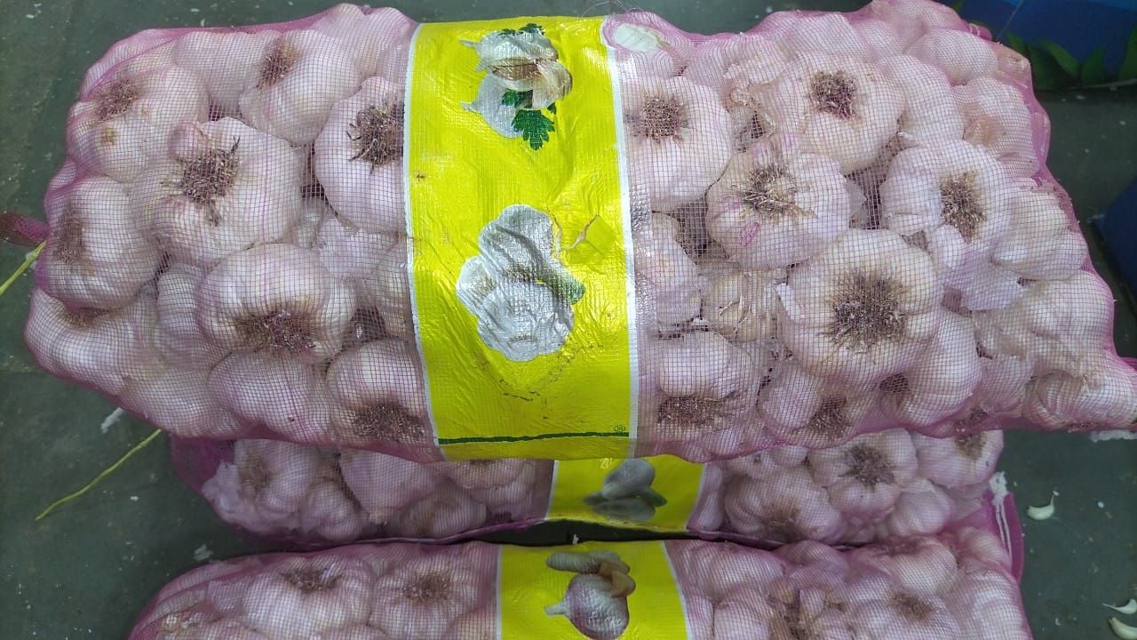 Surat garlic prices, the blunt times