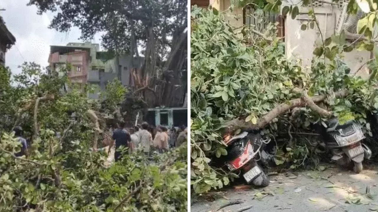 Surat hazardous tree collapse, the blunt times