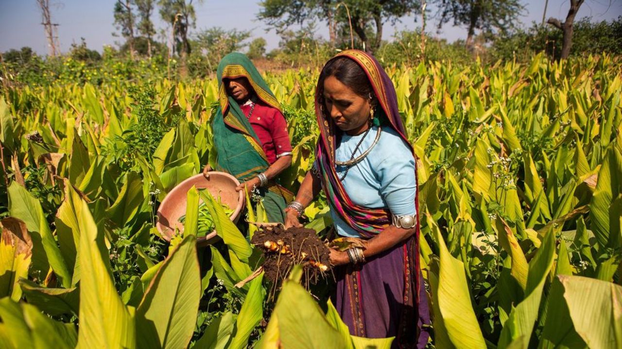 Natural Farming Doubles Turmeric Yield in Gujarat Natural farming turmeric production Gujarat, the blunt times