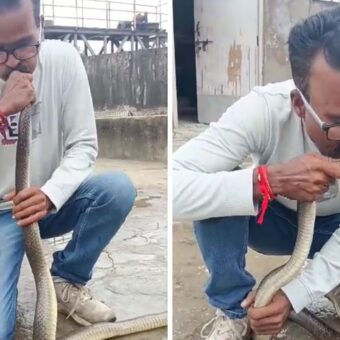 Vapi GIDC snake rescue, the blunt times