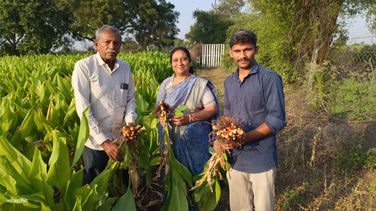 natural turmeric farming Gujarat, the blunt times
