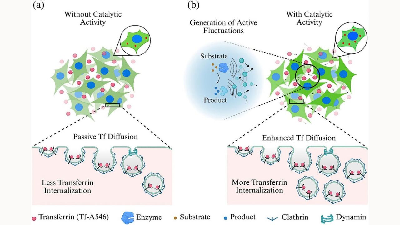 Enzymes Stir Cellular Traffic, Boost Molecular Uptake IIT Gandhinagar enzyme study, the blunt times
