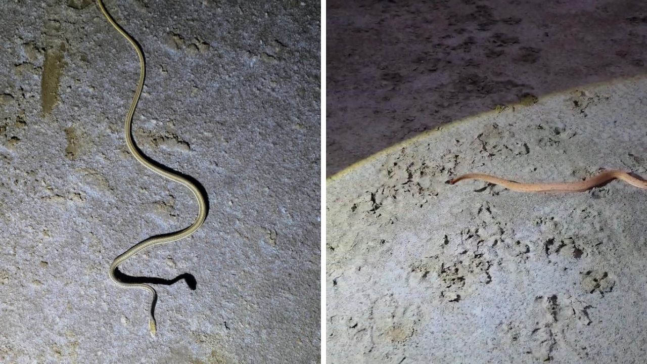 Rare snakes spotted at Kala Dungar, the blunt times